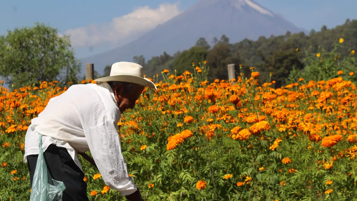 esperan derrama de 42 mdp por venta de cempasuchil